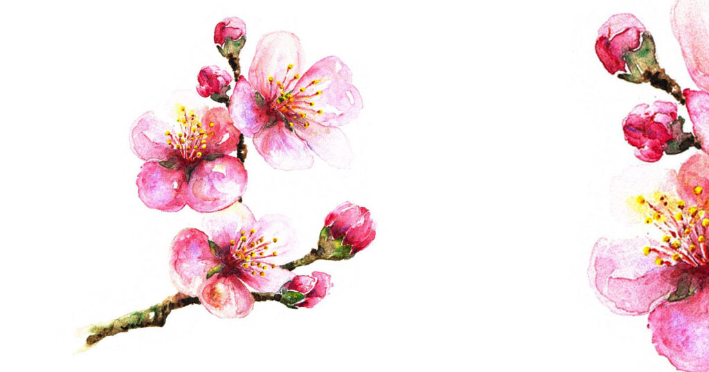 sakura MAKUKI atelier